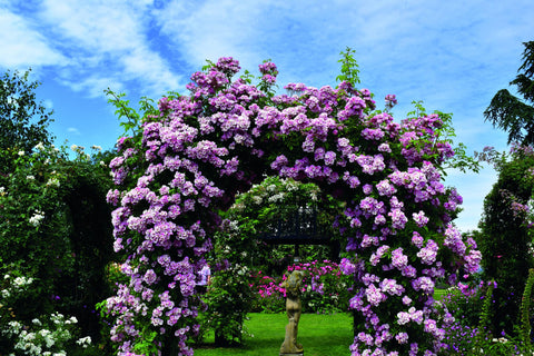 Apple Blossom - Gardens BM July 2019 (8)
