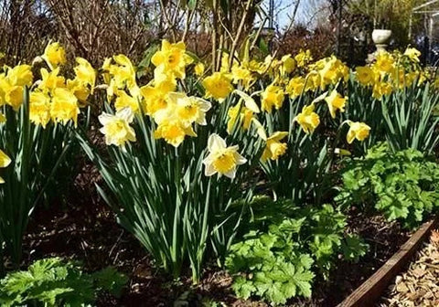 Blog-Daffodils-Gardens-BM-March-2017-_6_