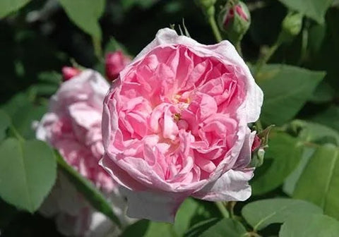 Blog-Fantin-Latour-BM-_3_