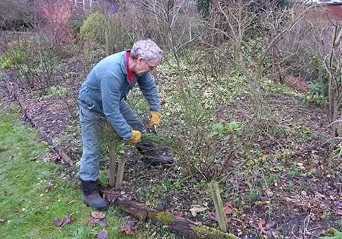 Blog-Ian-Pruning-_2_