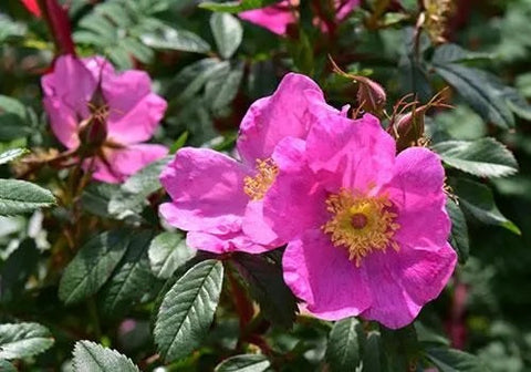 Blog-Rosa-Nitida-BM-2016-_1_