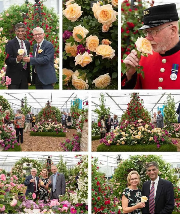 Chelsea-2019-Rose-Launch