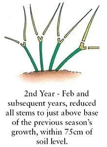 Clematis-Group-3-Pruning-images