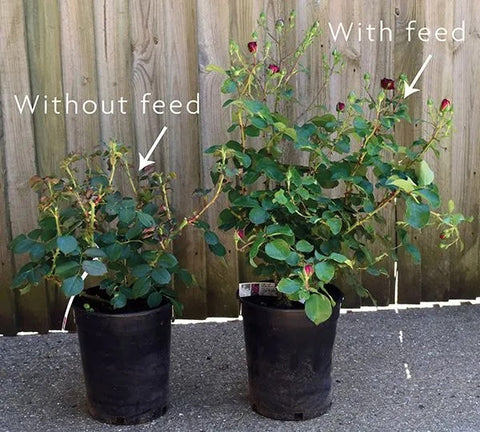 Frilly_Cuff_with_and_without_feed_blog