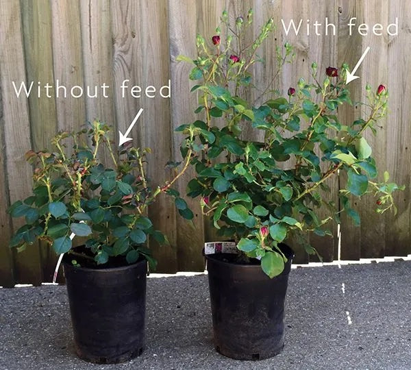Frilly_Cuff_with_and_without_feed_blog