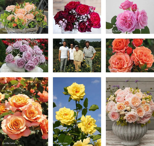 Kordes_Roses_1190px