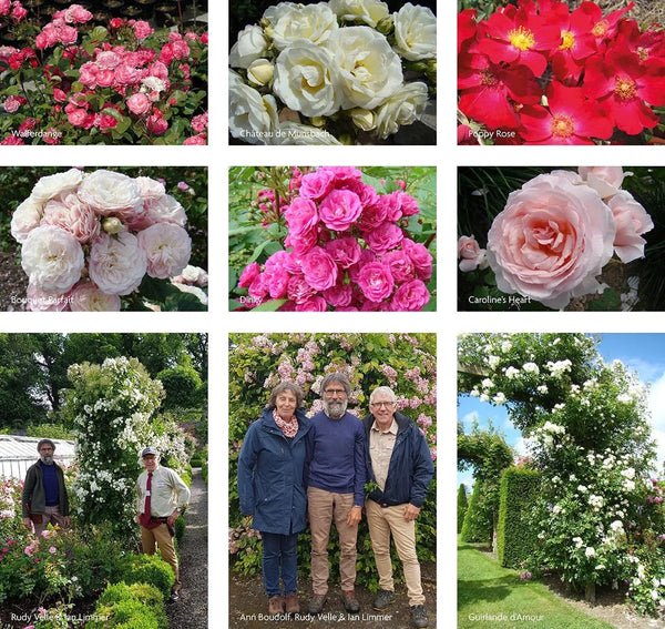 Lens_Roses_1190px