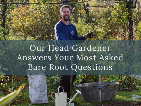 Our Head Gardener Answers Your Most Asked Bare Root Questions