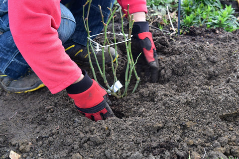 Planting Roses Ian 2020 (304) (1)
