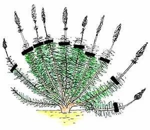 Shrubs-pruning-Group-10