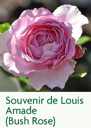 Souvenir_de_Louis_Amade_300px_shop_now