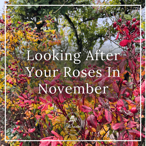 Watering Your Roses During A Heatwave (13)