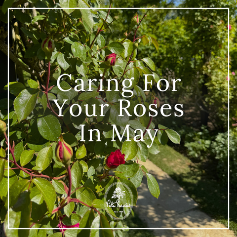 Watering Your Roses During A Heatwave (37)