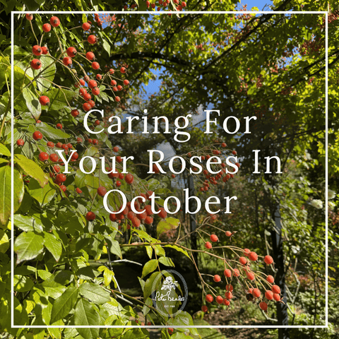 Caring For Your Roses In October
