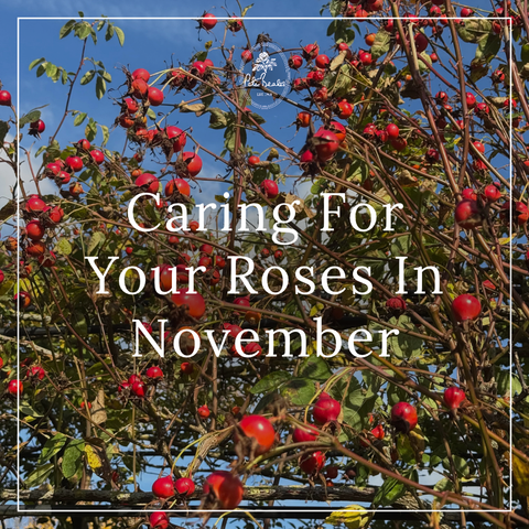 Caring For Your Roses In November