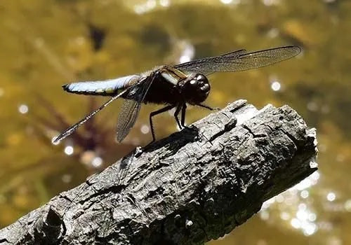 blog-Dragonfly-June-2017