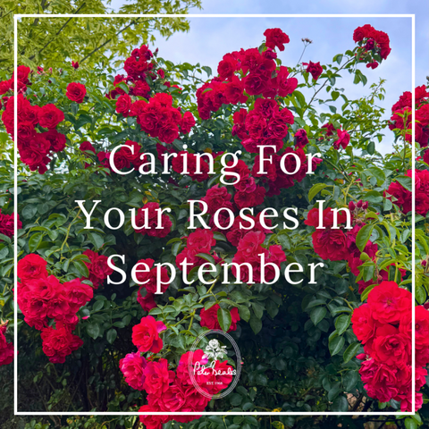 Caring For Your Roses In September
