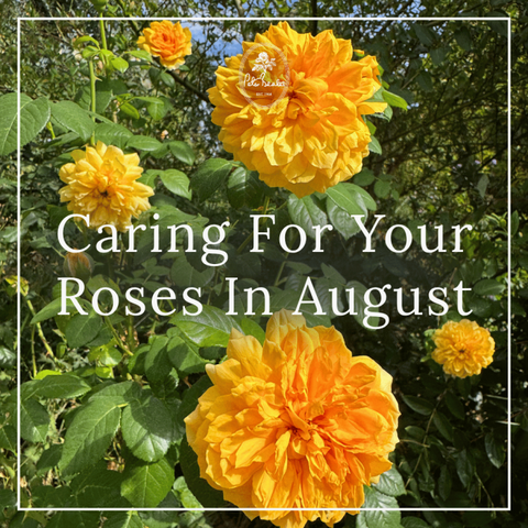 Caring For Your Roses In August
