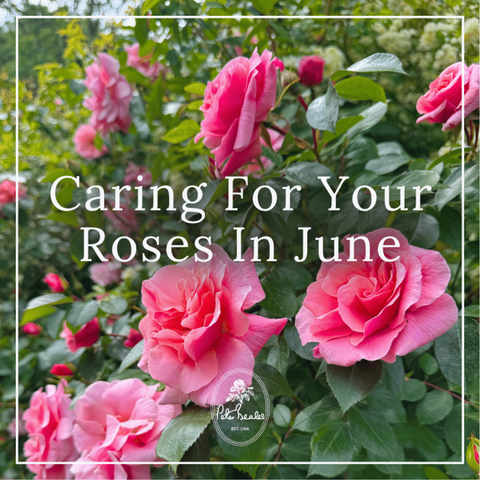 Caring For Your Roses In June