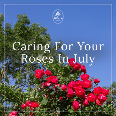 Caring For Your Roses In July