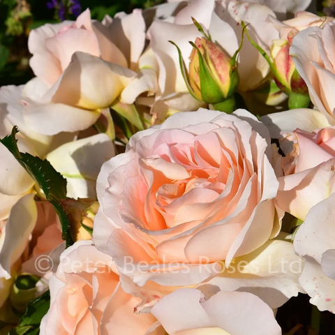 chandos_beauty_bm_2016_19_1000px (1)