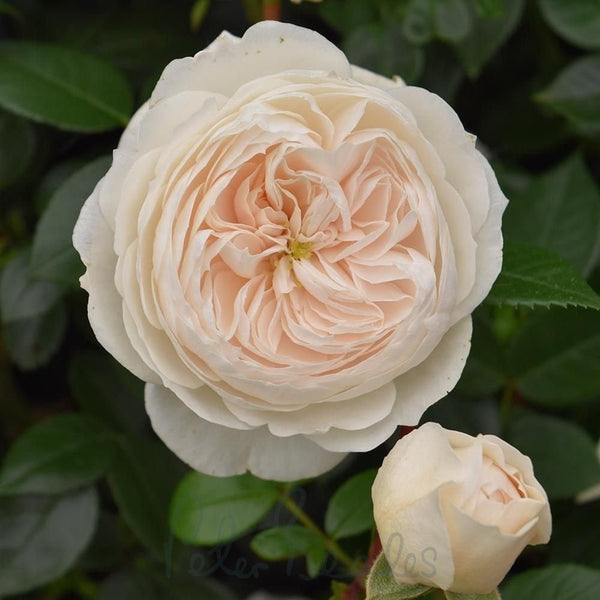 macmillan-nurse-shrub-rose-p750-2581_image