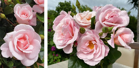 oxford-rose-reveal2-1190-452px