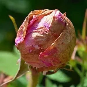 pests-Balling-Flower-Buds-BM-2016-_14_