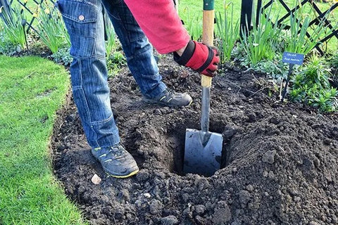 planting-bare-root-roses-1