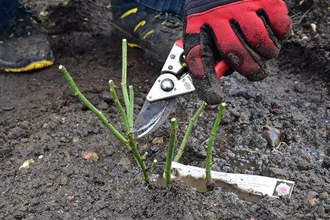 pruning-planted-bare-root-roses-1