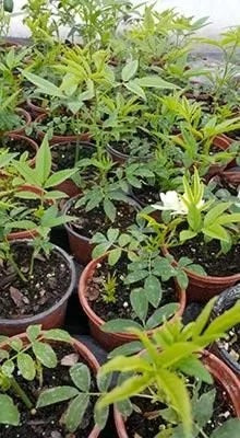 rosa-banksiae-seedlings