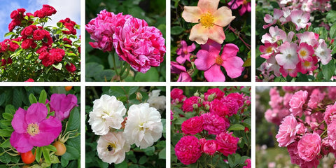 rose-families-photo-grid-1600x805