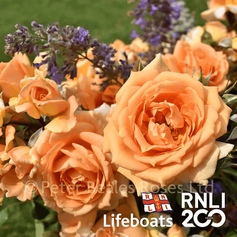Bare Root Roses at Peter Beales