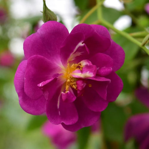 Purple Roses at Peter Beales