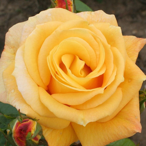 Yellow Roses at Peter Beales
