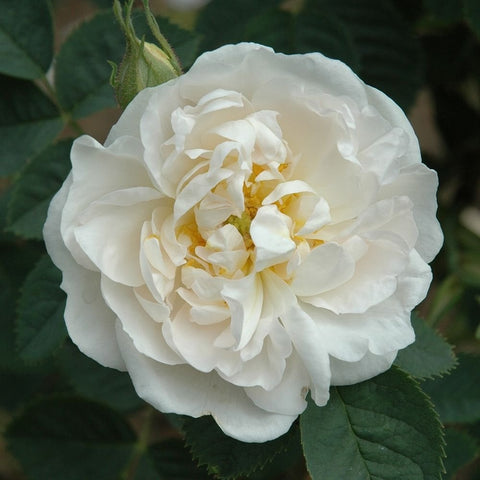 Alba Roses at Peter Beales