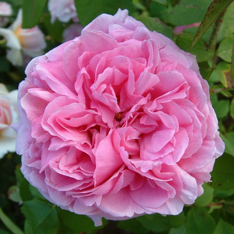 Roses for Pots at Peter Beales