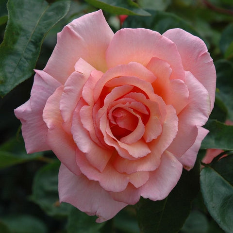 Award Winning Roses at Peter Beales
