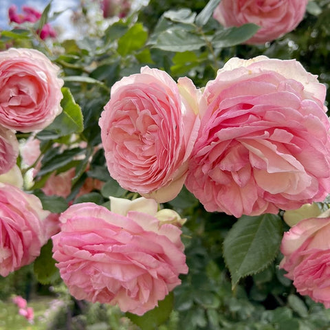 Pink Roses at Peter Beales