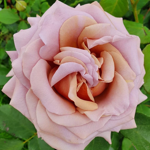 Bush Roses at Peter Beales