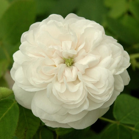 Damask Roses at Peter Beales