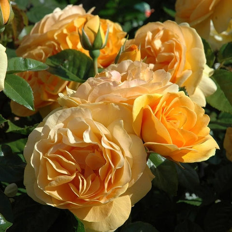 Standard Roses at Peter Beales