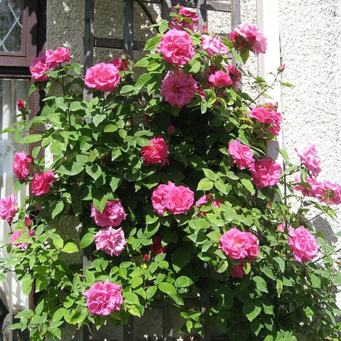 Bourbon Roses at Peter Beales