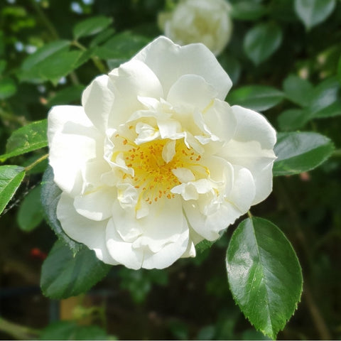 Best Seller Roses at Peter Beales