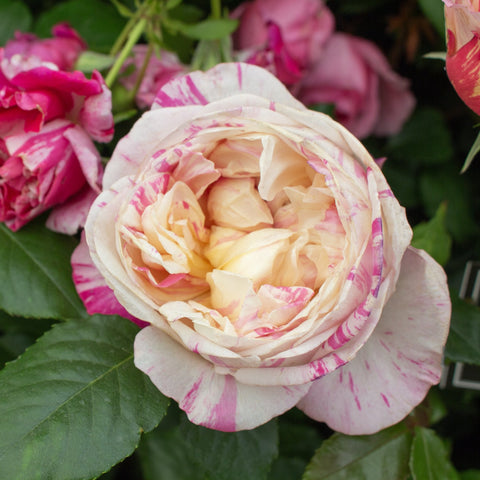 Wildlife Friendly Roses at Peter Beales