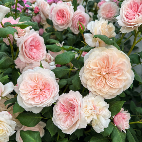 A Rose for Every Occasion at Peter Beales