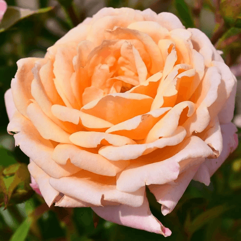Peachy rose bloom with layered peach and cream petals
