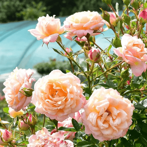Peachy rose bush with multiple peach and cream flowers and green leaves