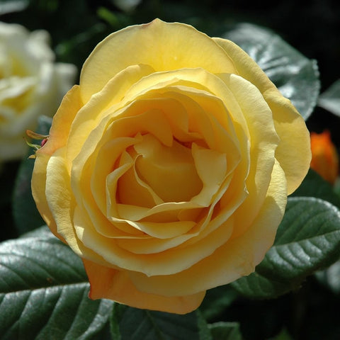 Yellow rose bloom with layered petals and green leaves