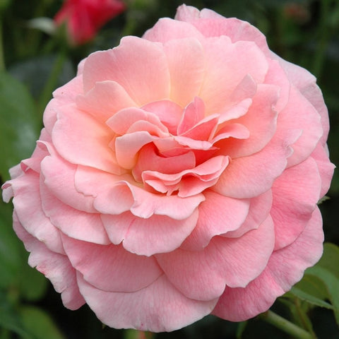 Pink double rose bloom with layered petals, close-up view.